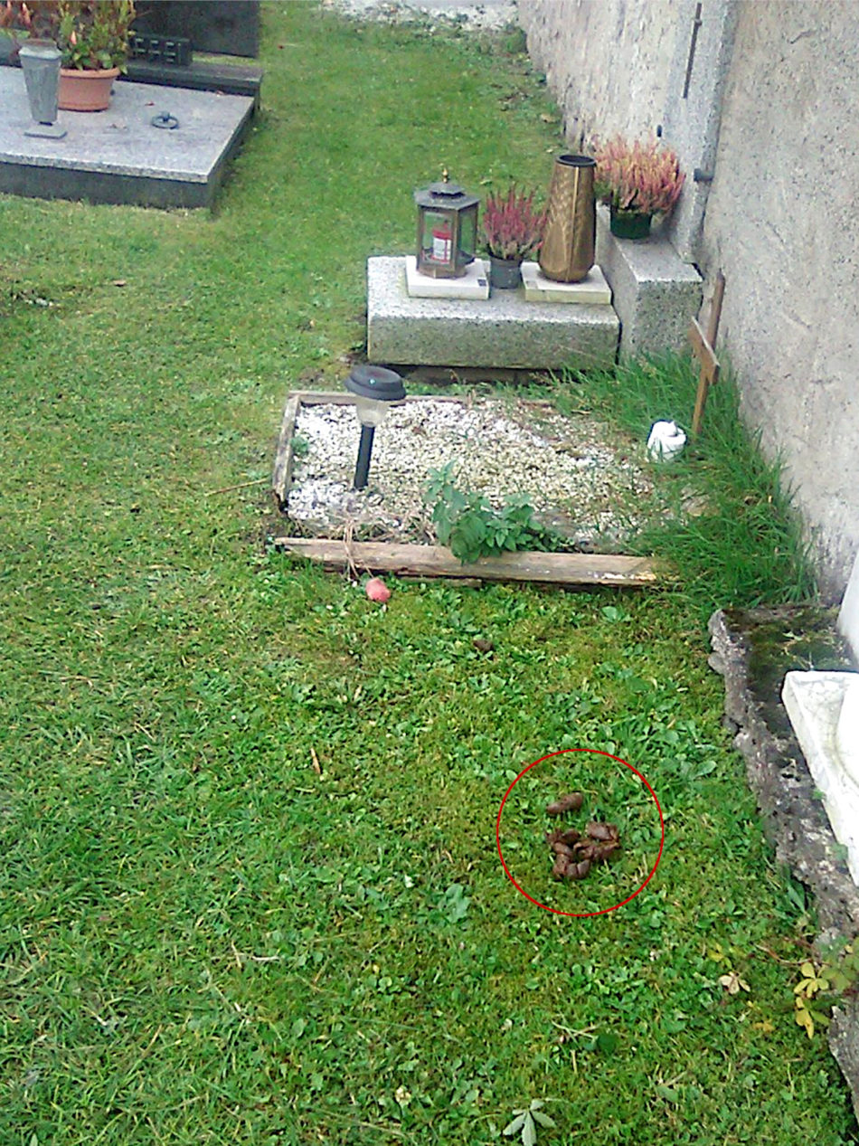Escrementi di cane nel cimitero di Pinzolo: vergogna!