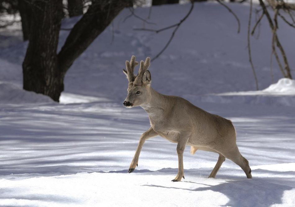 Fauna selvatica, rispettarne i ritmi naturali anche con le abbondanti nevicate