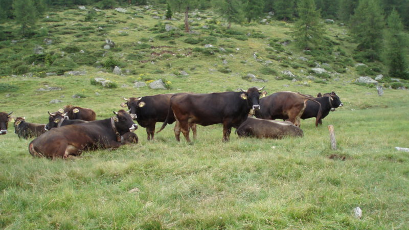 Pascoli e malghe: al via la prassi di riferimento per una gestione sostenibile del settore