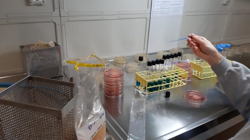 Sospetta forma virale a Folgarida