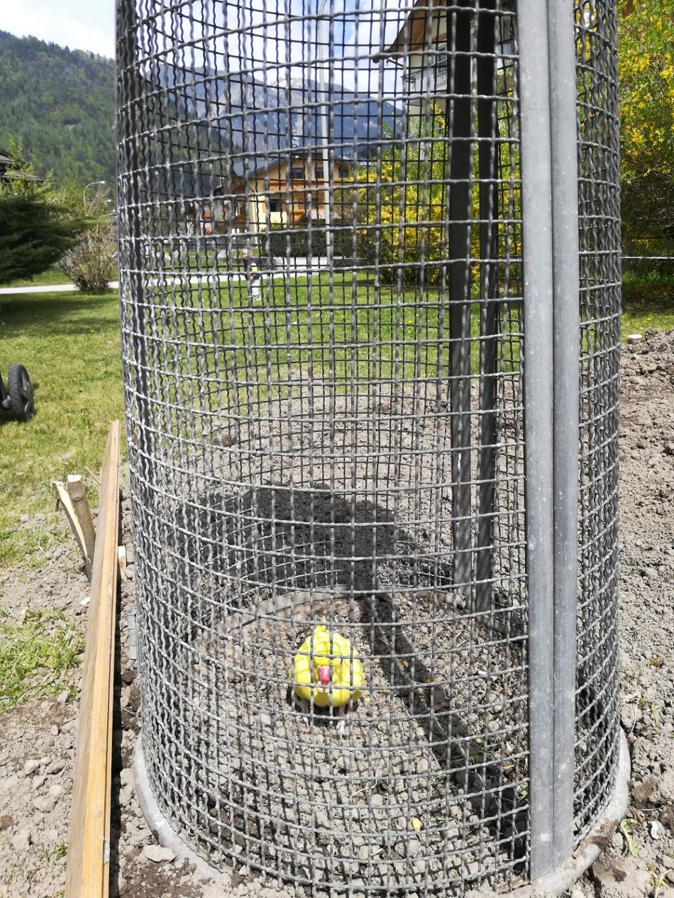 Pappagallo ritrovato