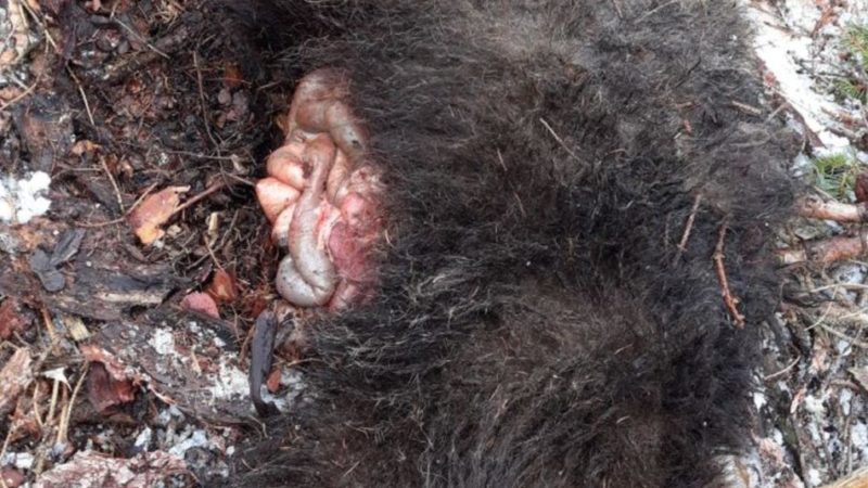 Trovato morto un giovane orso in Val Rendena, sopra Strembo