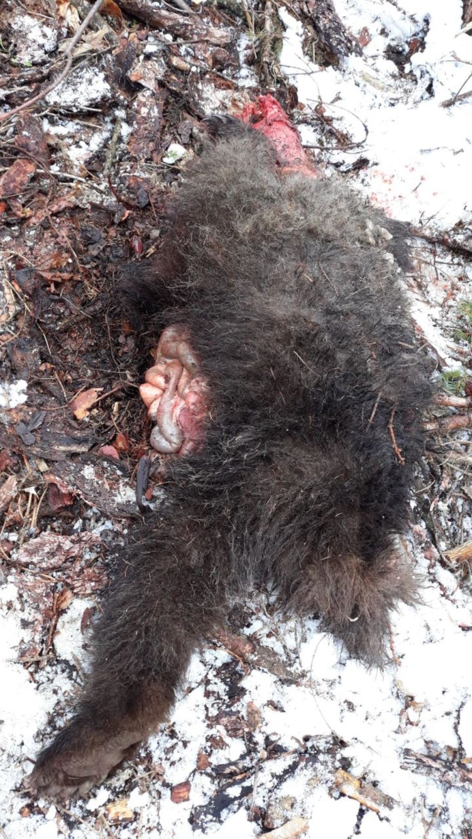 Trovato morto un giovane orso in Val Rendena, sopra Strembo