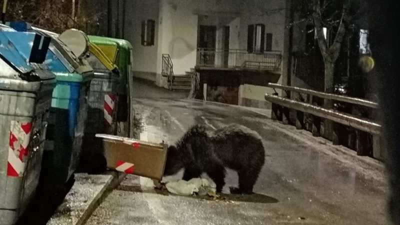 Orsi e rifiuti: come comportarsi per ridurre il problema