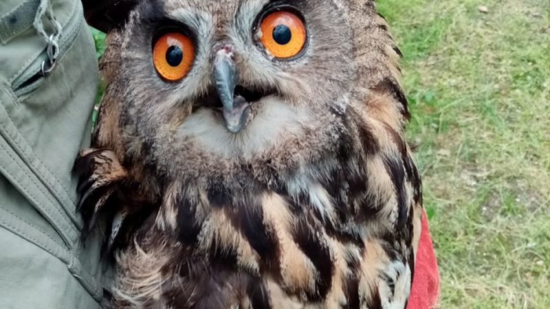 Il Gufo reale torna a volare