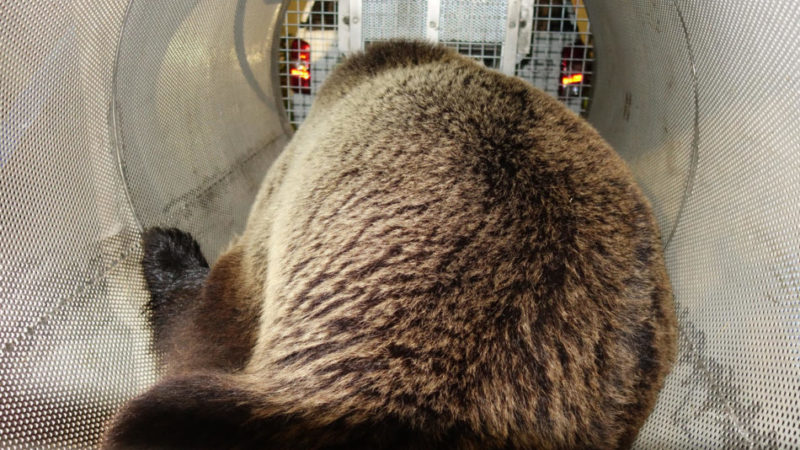 Catturato M49 sopra Tione: l’orso è stato trasportato al Casteller