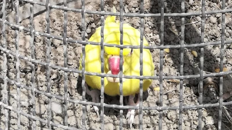 Segnalo la presenza di questo esemplare di uccello esotico