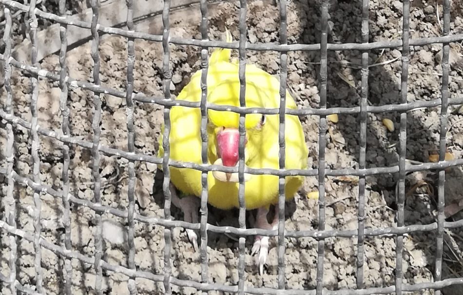 Segnalo la presenza di questo esemplare di uccello esotico