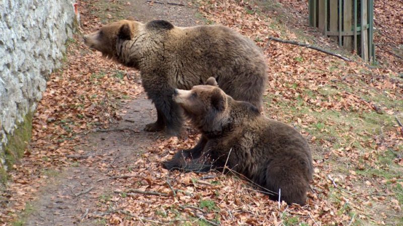 Orso M49: il recinto del Parco di Spormaggiore è più piccolo del Casteller della PAT
