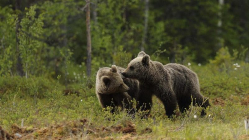 M49: confermata anche in giudizio la correttezza dell’operato dell’amministrazione provinciale