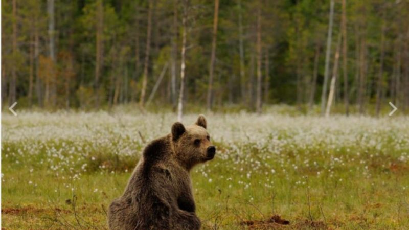 Inseguimento all’orsa con il cucciolone: identificati e sanzionati i responsabili