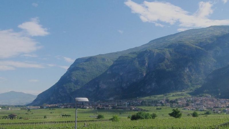 Giovane orso avvistato la notte scorsa a Calliano