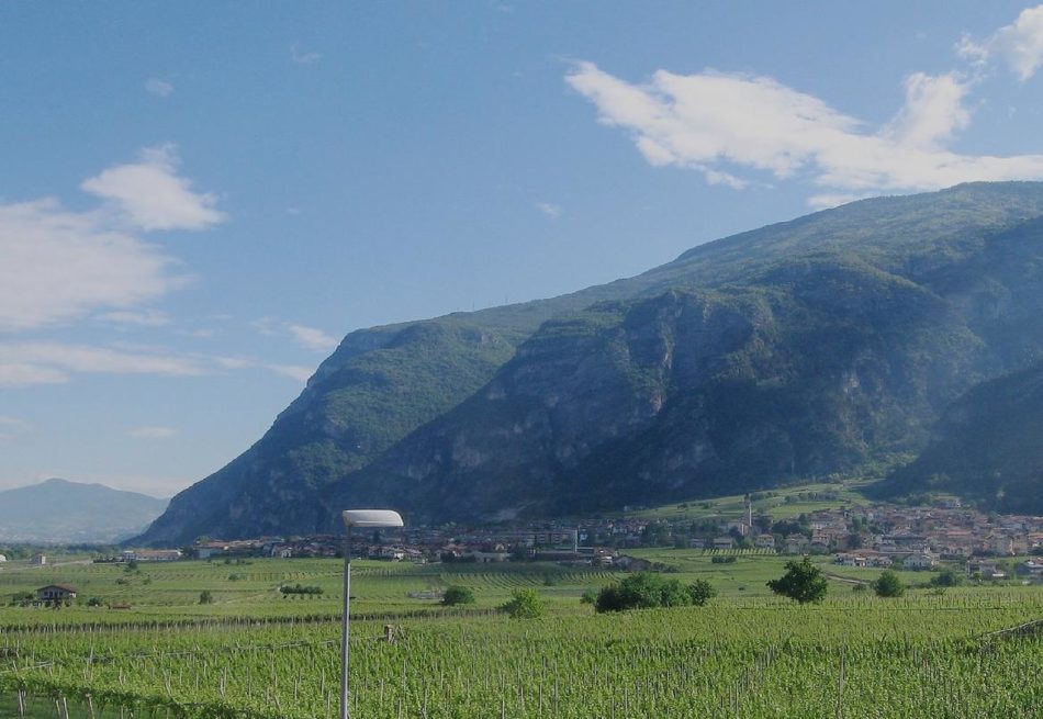 Giovane orso avvistato la notte scorsa a Calliano