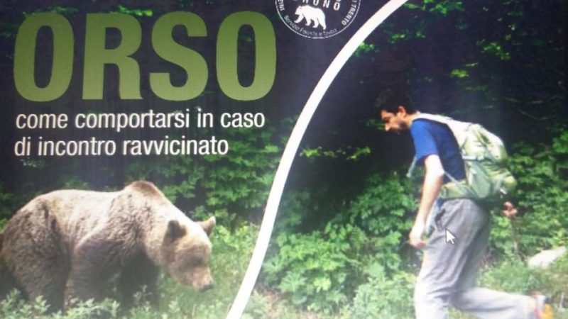L’orso e il ragazzo: incontro ravvicinato sopra Sporminore