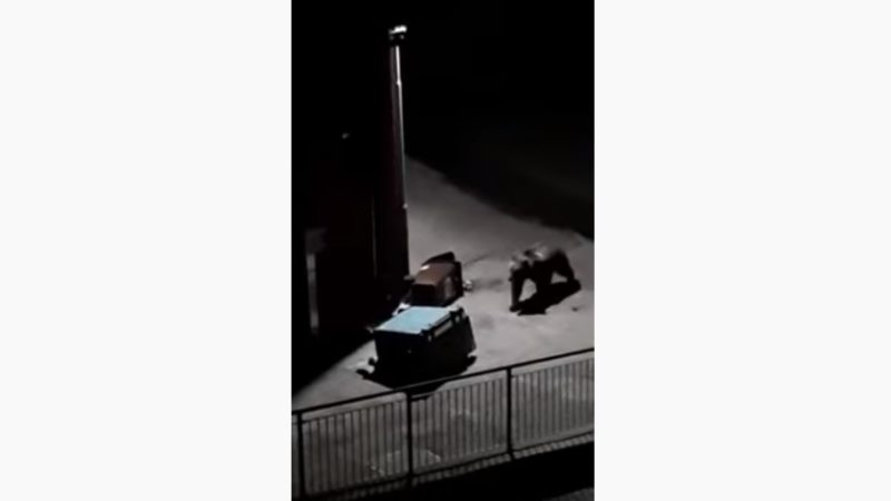 Ecco il video dell’orso “beccato” a fare il teppista alla casa Cantoniera del Passo del Tonale