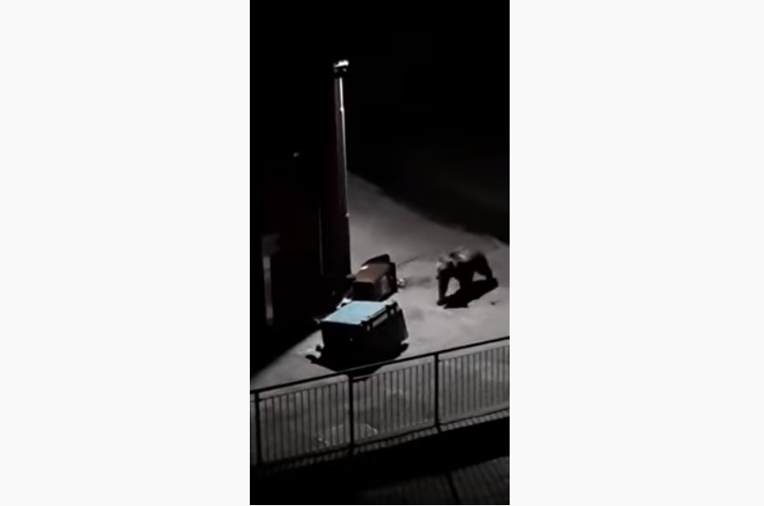 Ecco il video dell’orso “beccato” a fare il teppista alla casa Cantoniera del Passo del Tonale