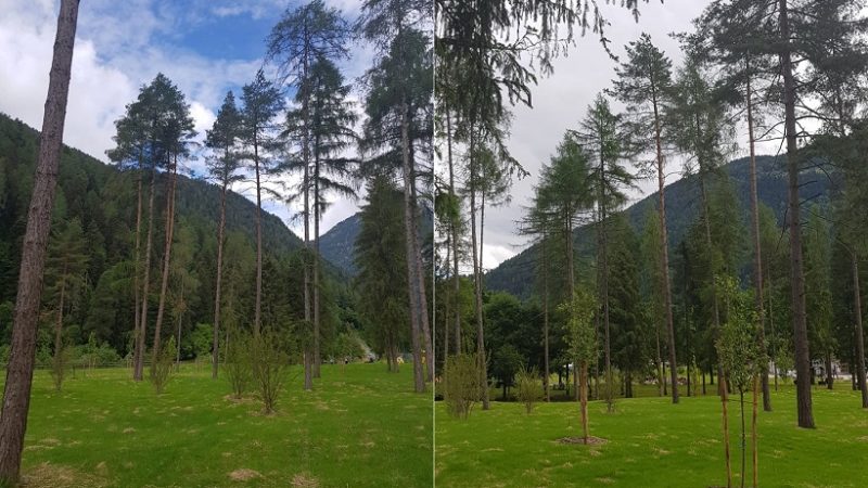 Gli interventi sulla Pineta la renderanno più fruibile e più adatta ai cambiamenti climatici