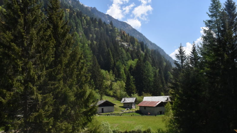 Parco Adamello Brenta: contributi per lo sfalcio – Le domande entro il 30 giugno