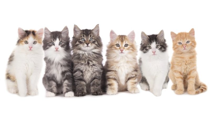 LA GNOCCOLATA – C’ERA UNA VOLTA…. LE FOLE DI NONNA VITTORINA