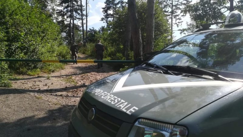 M49, squadre forestali presidiano la Marzola