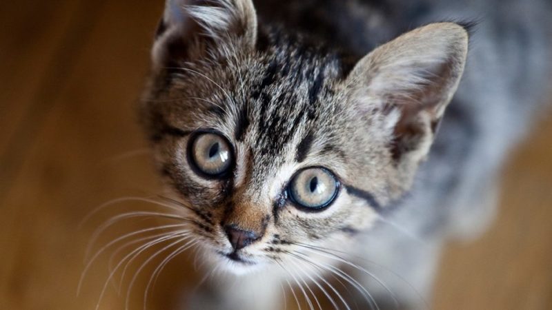 Nei pressi dell’Hotel Bellavista di Giustino è stata ritrovata una gatta grigia in fase di allattamento