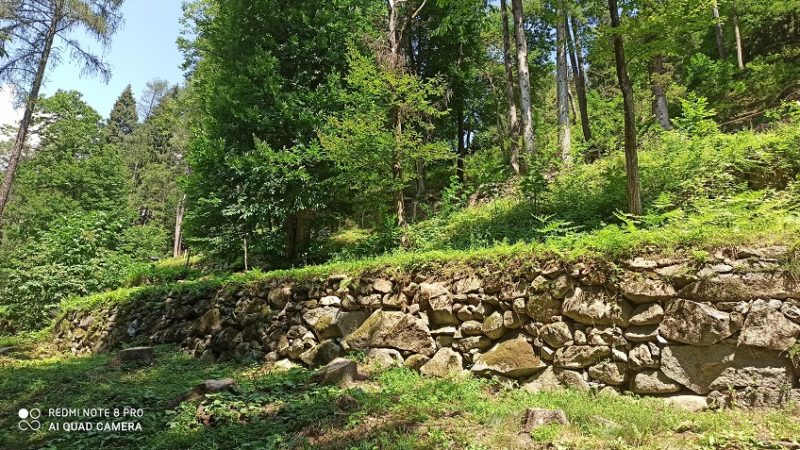 Tagliati gli abeti rossi si rivedono i terrazzamenti