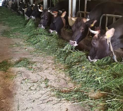 Il mercato contadino della domenica A S. Antonio di Mavignola