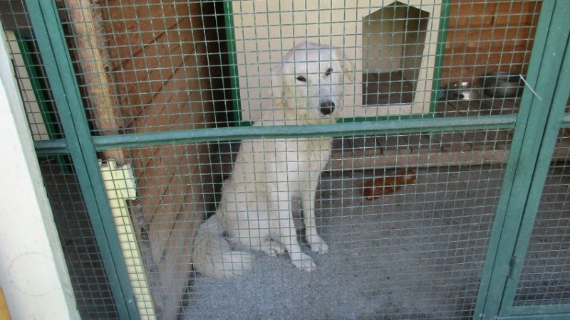 Trovata questa mattina a Pinzolo, presso il parco pineta, questa dolce cagnolona di circa un anno