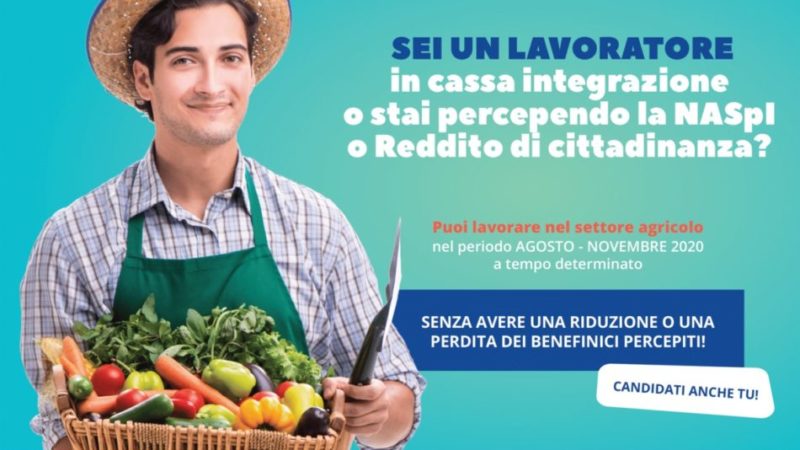 Vuoi lavorare in agricoltura? Un’opportunità anche per i cassaintegrati e per i percettori di sostegni al reddito