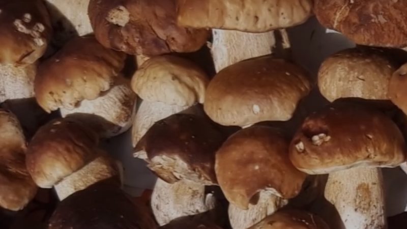 Avviso per i fungaioli: boom di funghi in val Rendena