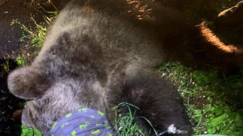 Catturato nella notte orso a Andalo dopo l’aggressione ad un carabiniere