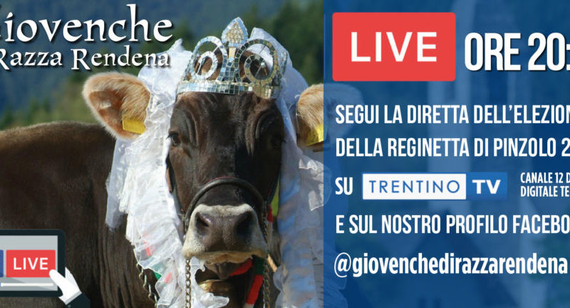 Giovenche di Razza Rendena: Live ore 20.30 sabato 5 settembre 2020
