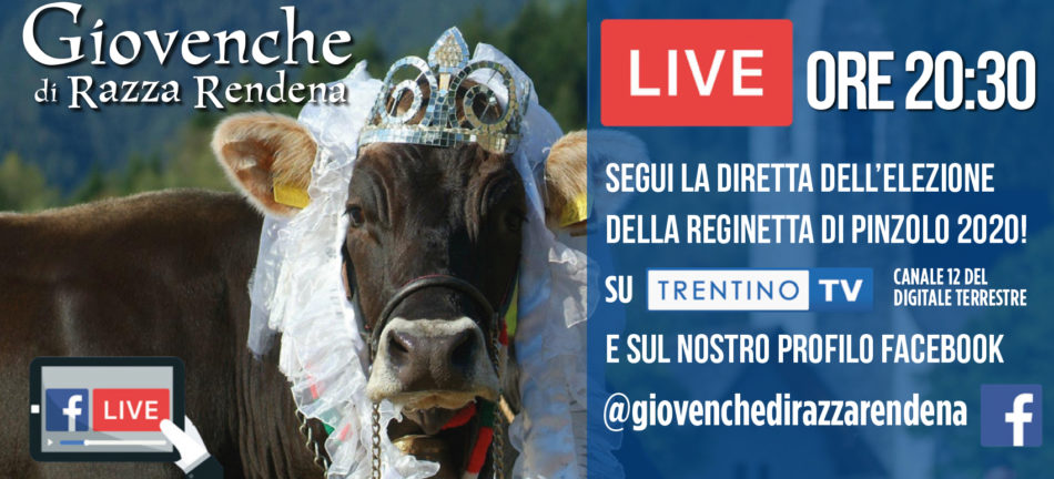 Giovenche di Razza Rendena: Live ore 20.30 sabato 5 settembre 2020