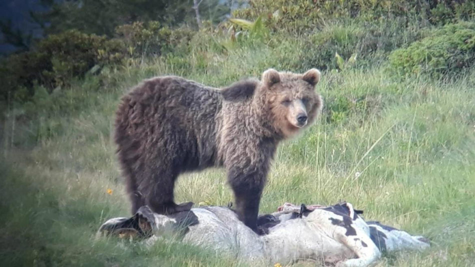 Orsi: catturato con la trappola a tubo l’orso M49