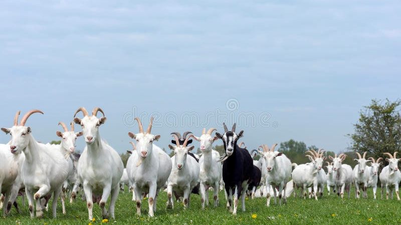 IL DIAVOLO E SAN MARTINO – C’ERA UNA VOLTA…. LE FOLE DI NONNA VITTORINA