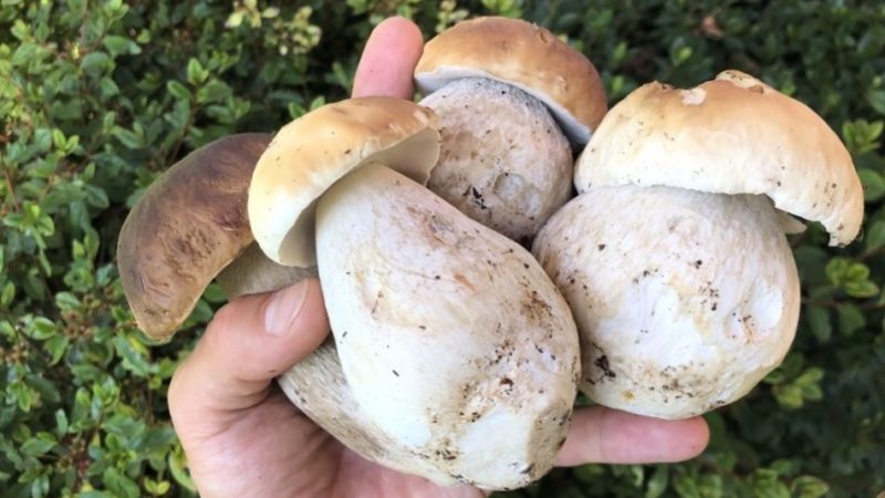 Eccezionale crescita di funghi nei boschi della val Rendena