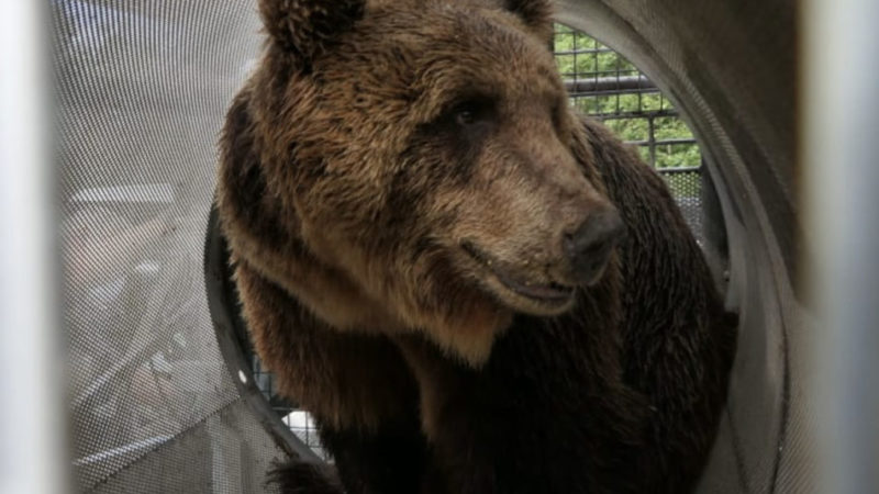 Orso M49, le fasi di cattura e di trasferimento dell’esemplare al Casteller