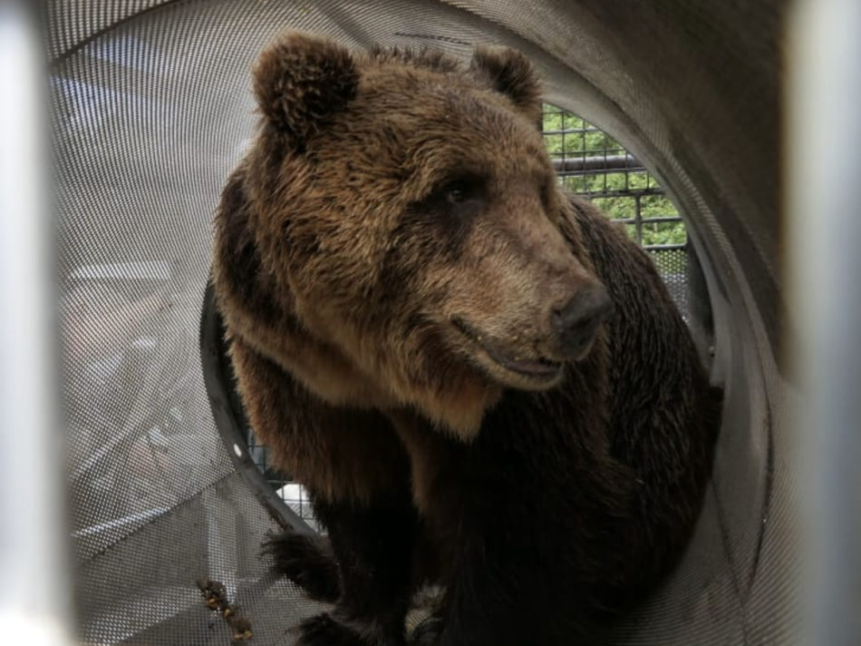 Orso M49, le fasi di cattura e di trasferimento dell’esemplare al Casteller