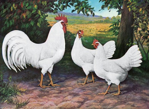 LE GALLINELLE E IL LUPO – C’ERA UNA VOLTA…. LE FOLE DI NONNA VITTORINA