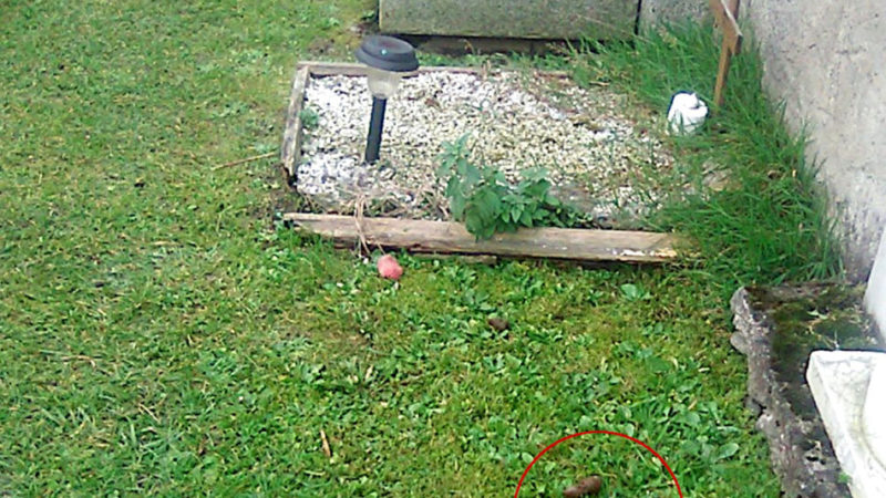 Escrementi di cane nel cimitero di Pinzolo: vergogna!