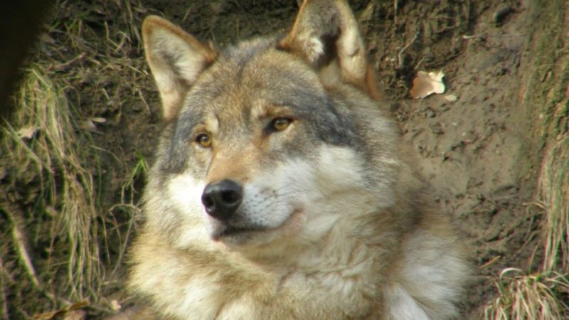 Al lupo! Al lupo! Una nuova presenza nel Parco Naturale Adamello Brenta: la conferma dello zoologo Andrea Mustoni