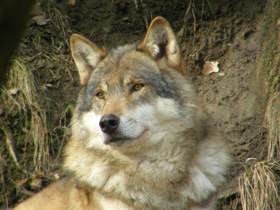 Al lupo! Al lupo! Una nuova presenza nel Parco Naturale Adamello Brenta: la conferma dello zoologo Andrea Mustoni