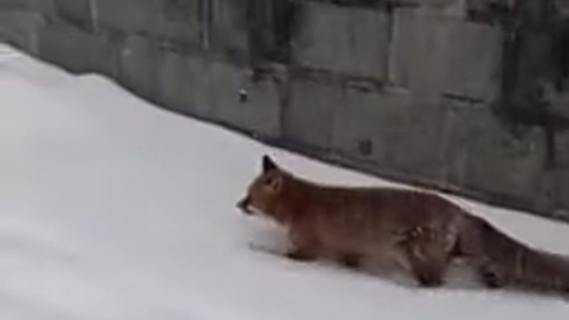 Pinzolo: la volpe scende in paese sotto la fitta nevicata