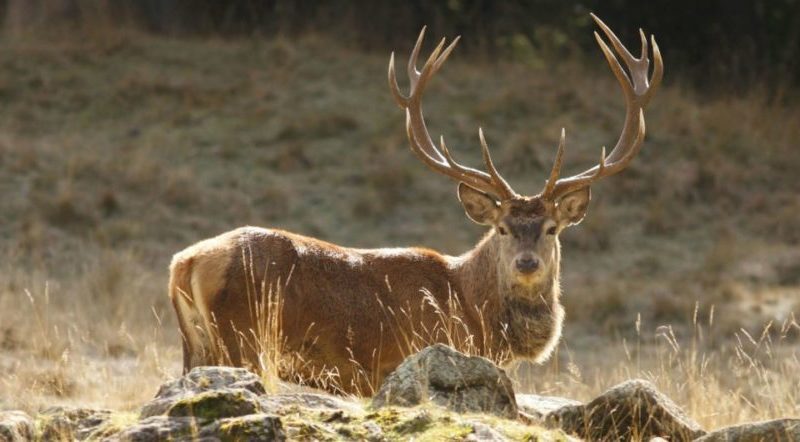 Un cacciatore alla presidenza del Parco Adamello Brenta?