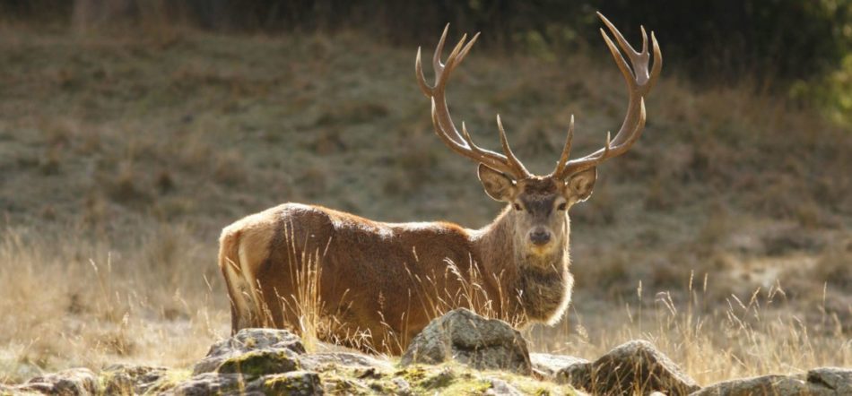 Un cacciatore alla presidenza del Parco Adamello Brenta?