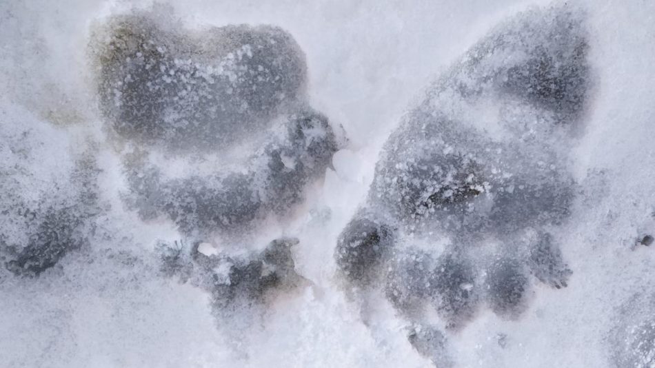 Orso confidente in Val di Non: dissuasione con pallettoni e cani