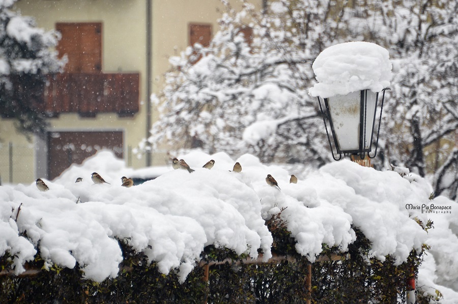 Pinzolo, 8 dicembre 2020