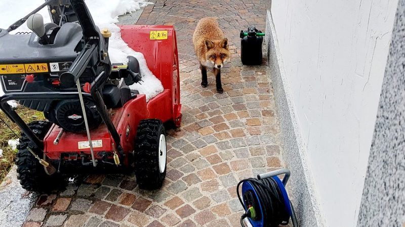 All’ora di pranzo una bella volpe fa visita in via Sorano alla famiglia Largaiolli