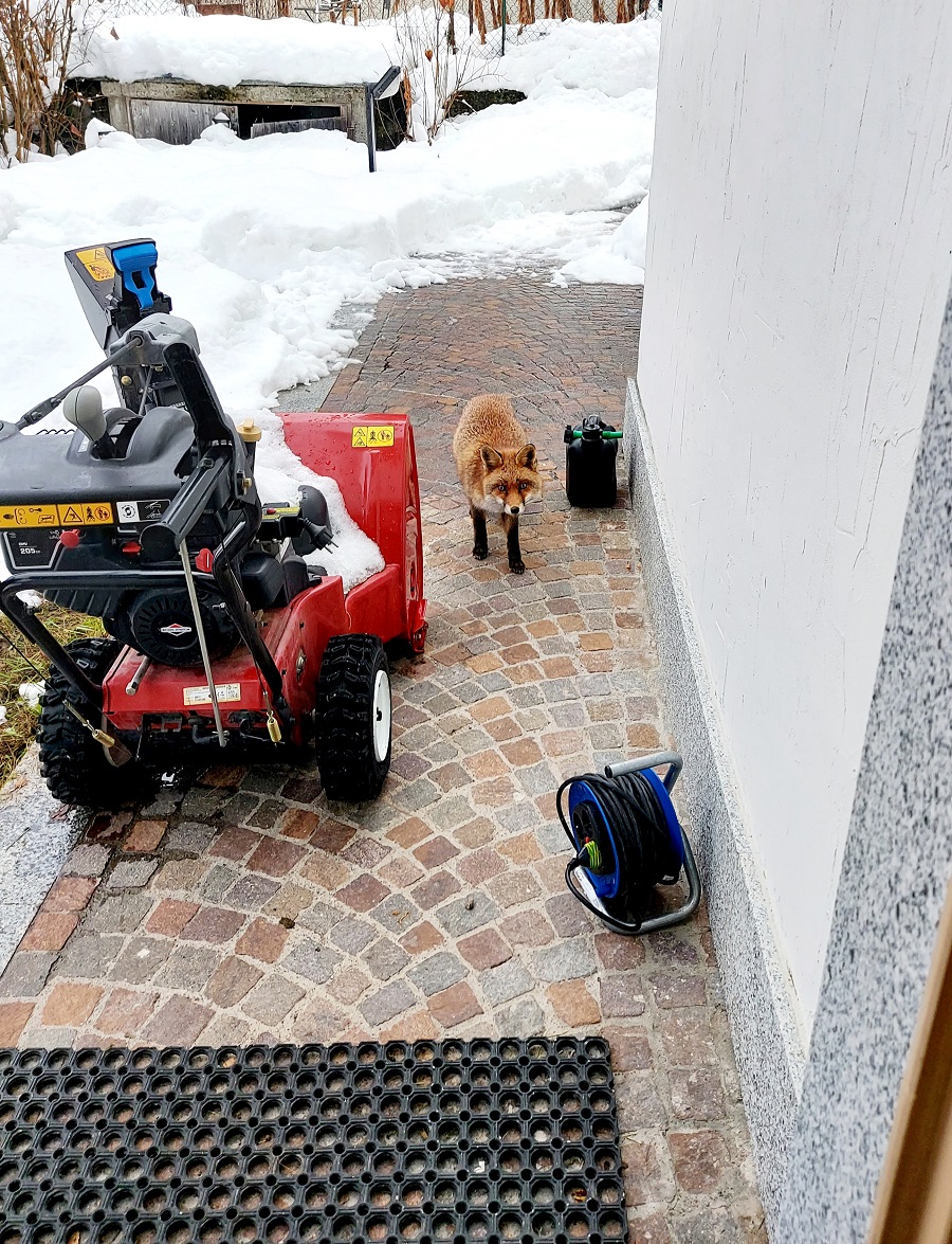 All’ora di pranzo una bella volpe fa visita in via Sorano alla famiglia Largaiolli