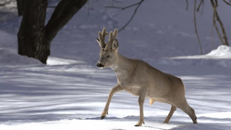 Fauna selvatica, rispettarne i ritmi naturali anche con le abbondanti nevicate